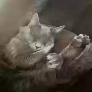 lost male cat luna