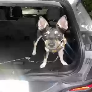 lost male dog dumbo