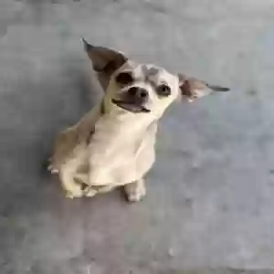 lost male dog spooky