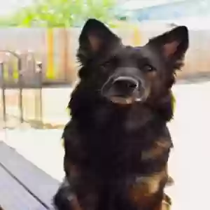 lost female dog nymeria