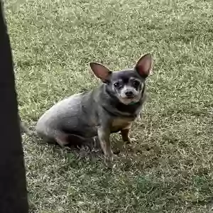 lost male dog nacho