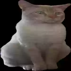 lost male cat kitty