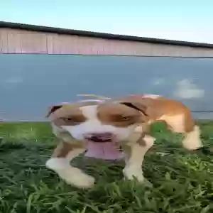 lost male dog unknown