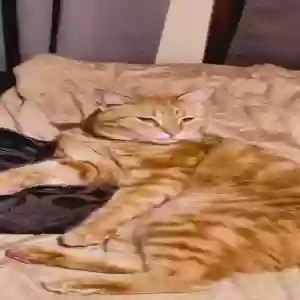 lost male cat jaybee