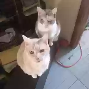 lost female cat alice