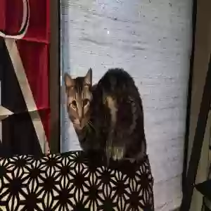 lost female cat lucy