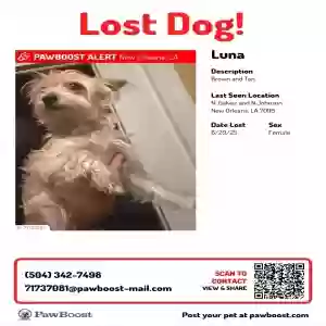 lost female dog luna