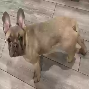 lost male dog zeus