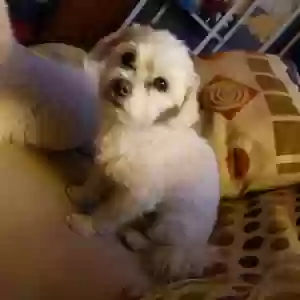 lost female dog sasha