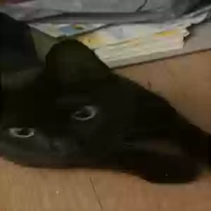 lost male cat tinto