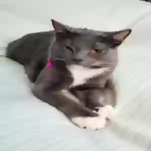 lost male cat smokie