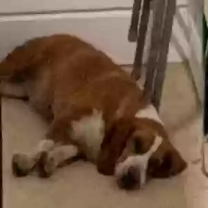 lost female dog beth