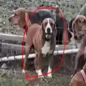lost male dog roy