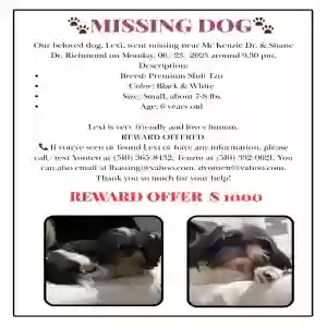 lost female dog lexi