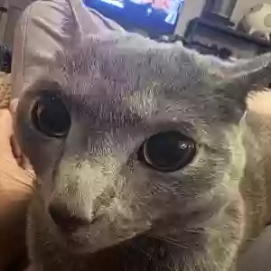 lost female cat lelu