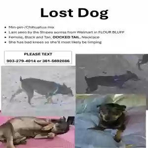 lost female dog kai