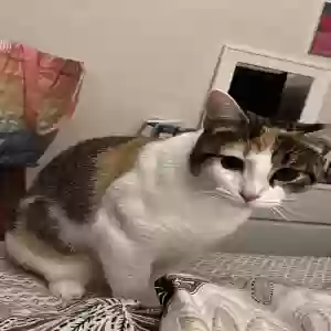lost female cat hazel