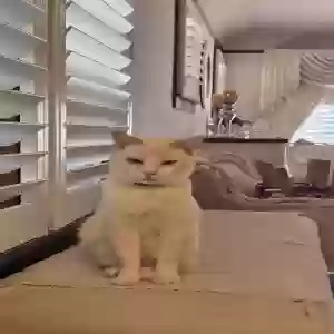 lost male cat bao