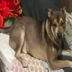 lost male dog brother