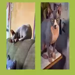 lost male cat lucifer (baby)
