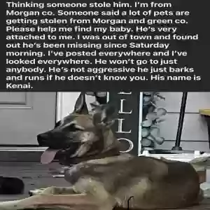 lost male dog kenai