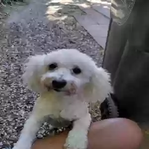lost male dog prince
