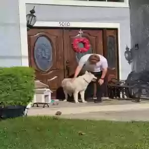 found male dog unknown