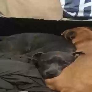 lost male dog jupiter