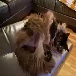 lost female cat olive