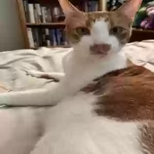 lost male cat lucky