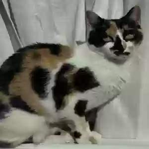 lost female cat biscuit