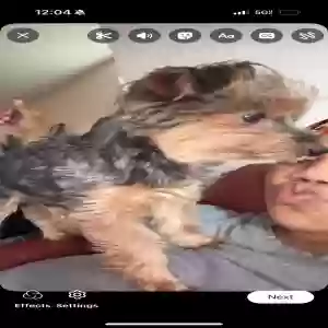 lost male dog unknown