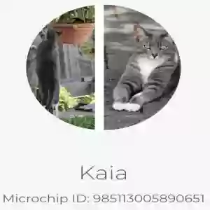 lost female cat kaia