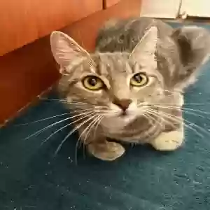 found female cat unknown