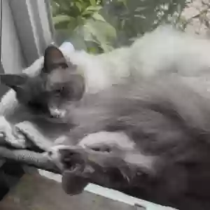 lost male cat ozzy