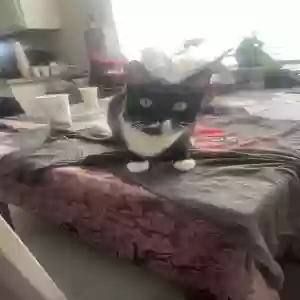 lost female cat luna