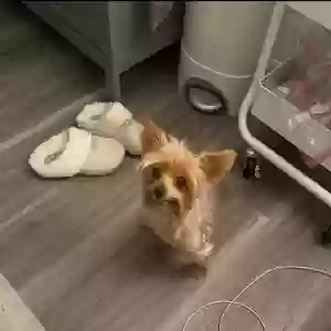 lost female dog cupcake