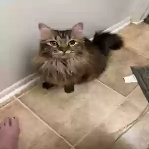 lost female cat weezy