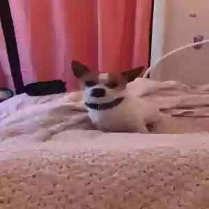 lost male dog charlie