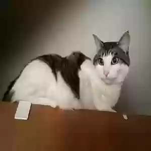 lost female cat tilley