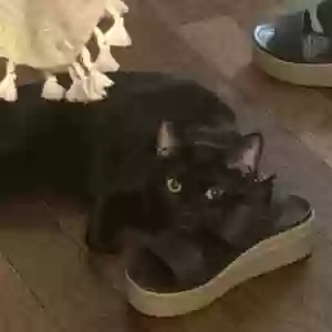 lost male cat unknown