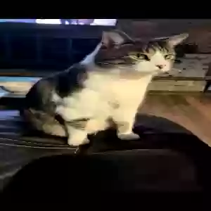 lost male cat bubs