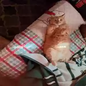 lost male cat cheeto