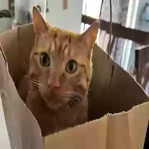 lost male cat ollie
