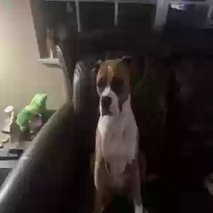lost male dog duke