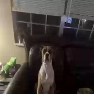 lost male dog duke