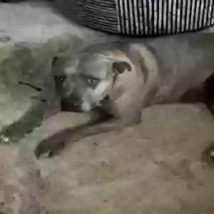 found female dog unknown