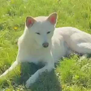 lost female dog justice