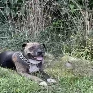 found male dog found pet