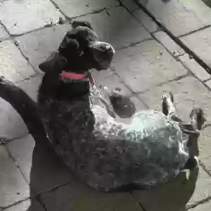 lost female dog river